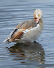 Egyptian Goose preens in water close up detail of feather plumage patterns