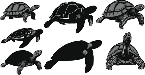 Black and white turtle vector illustrations set with detailed shell patterns, walking and swimming poses, hand drawn reptile animal design collection