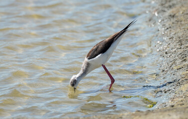 Echasse blanche,  Himantopus himantopus, Black win