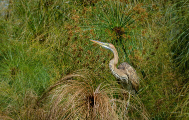 Héron pourpré,Ardea purpurea, Purple Heron