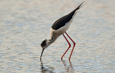 Echasse blanche,  Himantopus himantopus, Black win