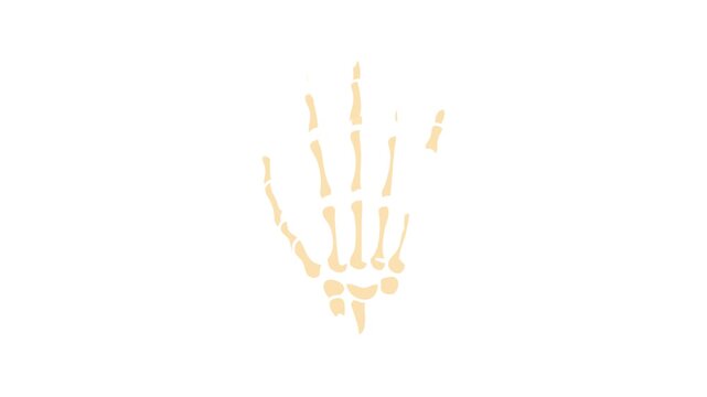 Illustration of stylized hand skeleton against a black backdrop