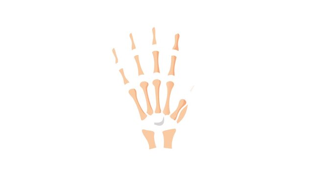 Cartoon skeleton hand bones over a solid white background