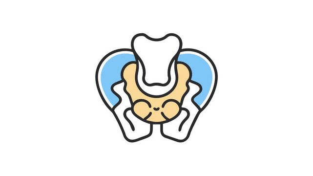Pelvic bone with hip bone vector illustration on white