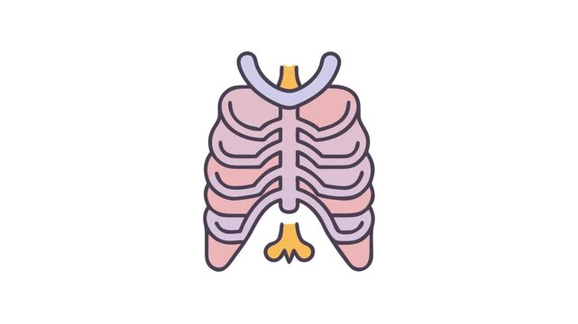 Stylized flat vector ribs and sternum anatomy illustration