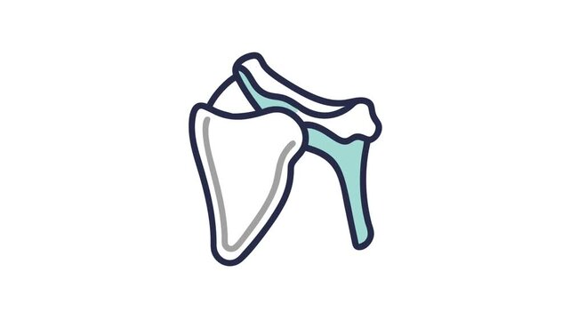 Stylized vector illustration of a shoulder joint diagram