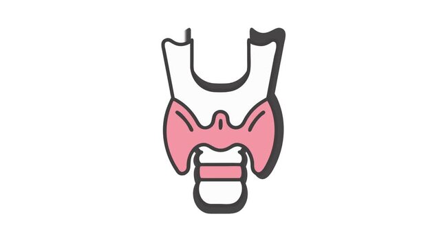 Anatomical thyroid gland graphic illustration on a white background