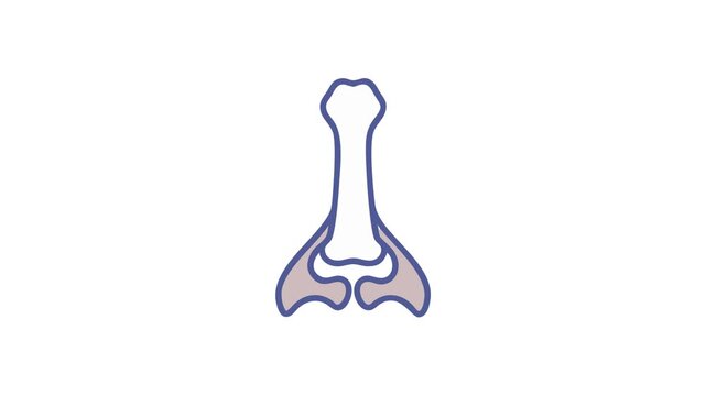 Abstract human skeletal structure diagram illustration on white background