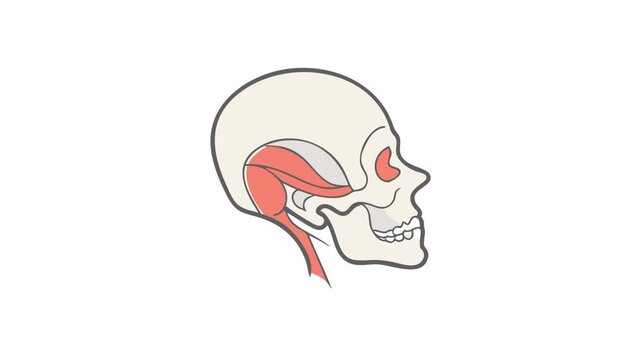 Stylized vector human skull with head muscles on white