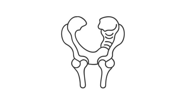 Human Pelvis Anatomy Line Art Medical Illustration Graphic