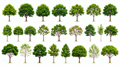 Collection of trees isolated on white background for landscape design, natural elements, and digital environment visualization