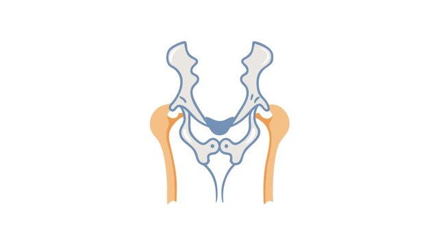 Flat design pelvic bone and femur illustration on white