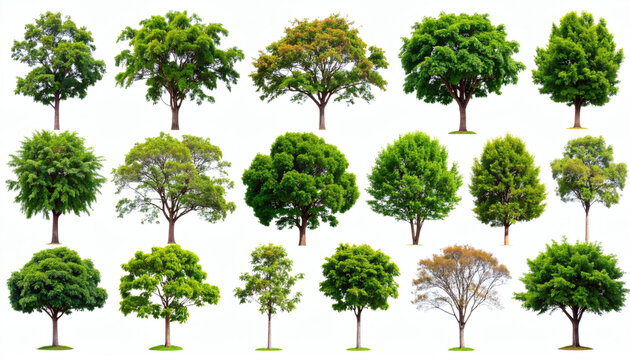 Collection of trees isolated on white background for landscape design, natural elements, and digital environment visualization