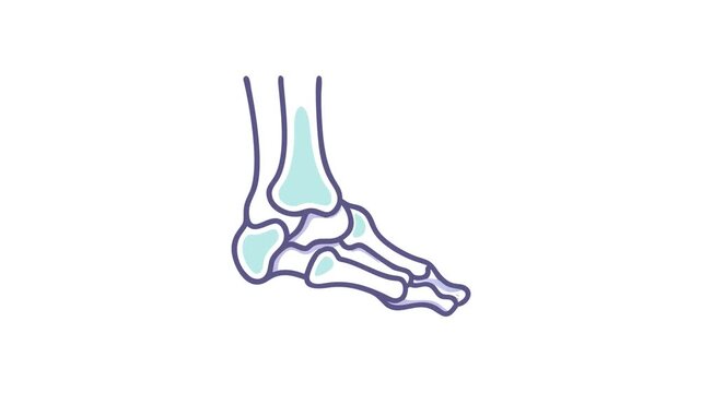 Anatomical Foot Bone Structure in Light Blue and Purple