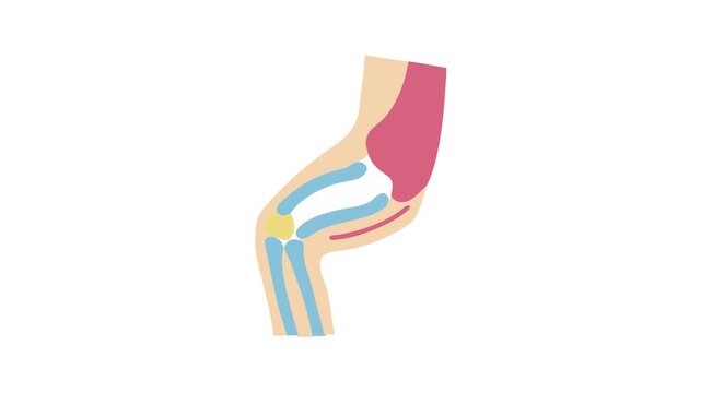 Stylized anatomy of a human elbow joint diagram illustration