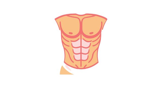 Illustration of a toned torso with six-pack abs