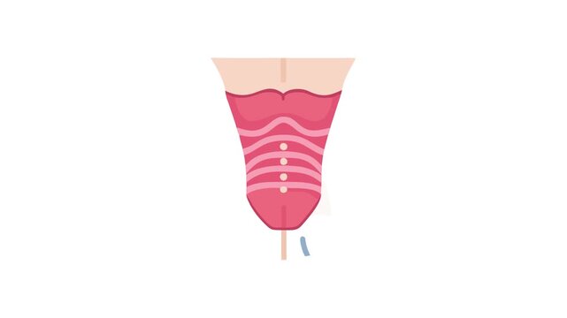 Stylized flat vector illustration of human abdomen muscles