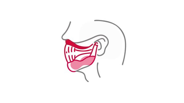 Stylized mouth and throat anatomy medical infographic illustration
