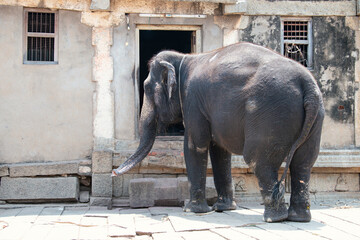 Indian elephant in front of a temple in Hampi, India, old ruin of Vijayanagara Empire, aged rustic facade