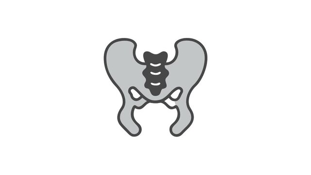 Pelvic bone structure medical illustration on a white background