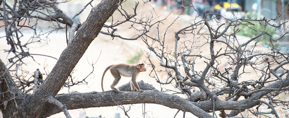 Rhesus monkey, barbary macaque ape climbing a tree, wildlife of Hampi, India, jungle and rainforest animal in his habitat