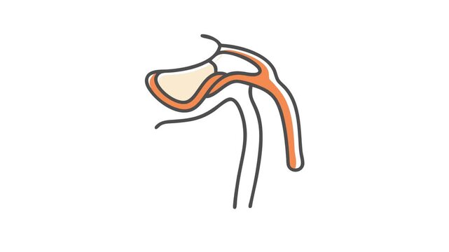 Stylized anatomical illustration showcasing human oral and nasal cavity
