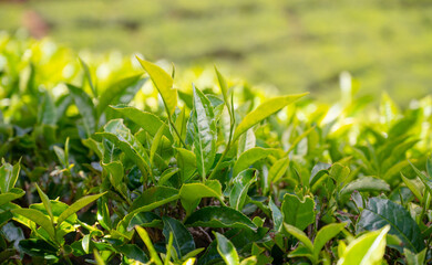 Tea field in Munnar, plantation in India, Kerala, Nilgiri hills , agriculture of Camellia Sansis plant
