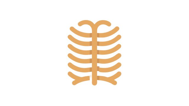 Simple vector rib cage illustration on a white background