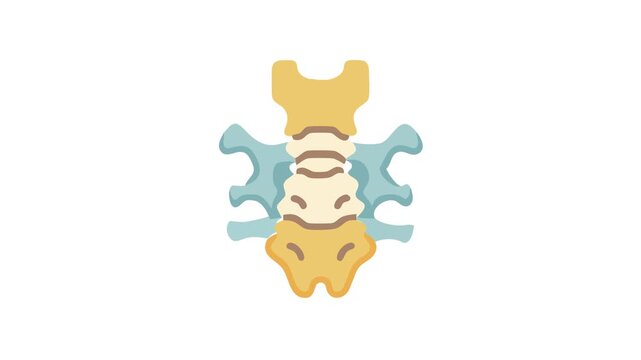 Human cervical vertebrae anatomy illustration from above on white background