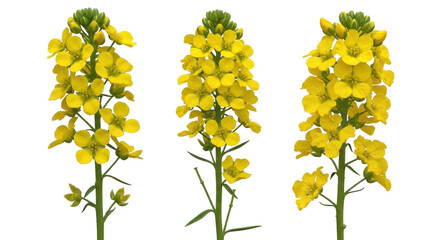 Isolated Canola inflorescence, yellow flowers, Brassica napus plant or rapeseed flowering stalk