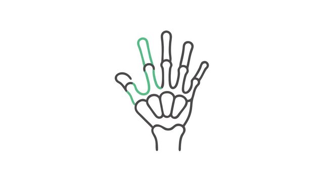 Hand skeleton with green index finger, anatomy illustration
