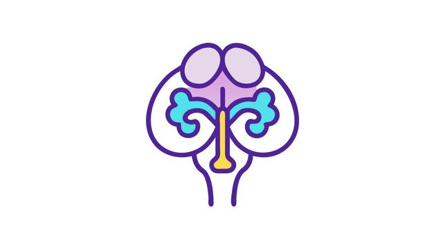 Stylized brain anatomy illustration on a white background