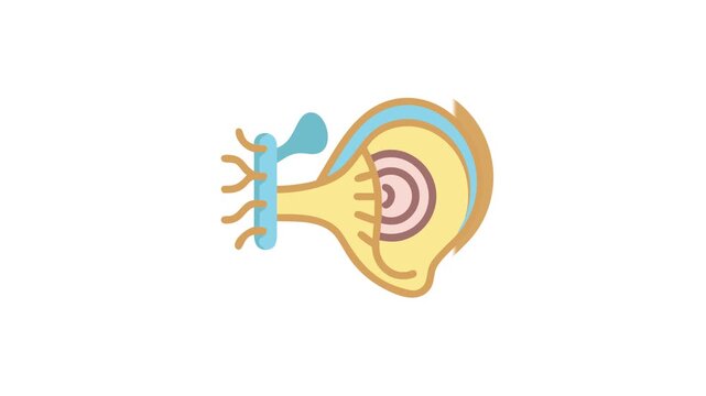 Human eye anatomy illustration in flat graphic design style