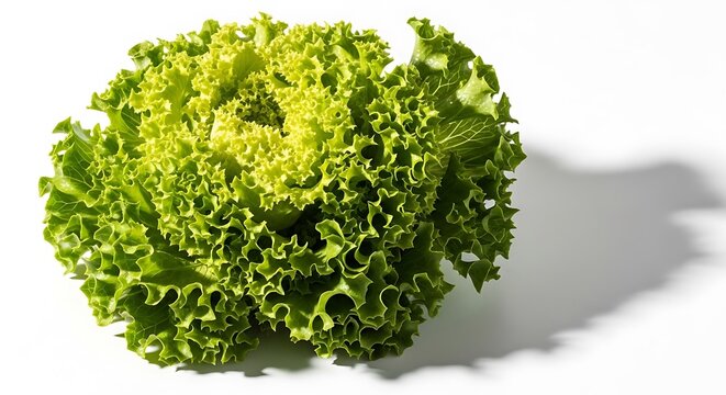 Fresh Green Frisee Lettuce Head on White Background.