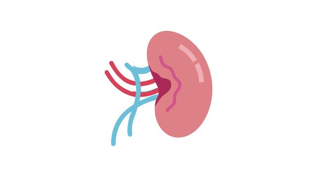 Flat illustration of a kidney with arteries and veins