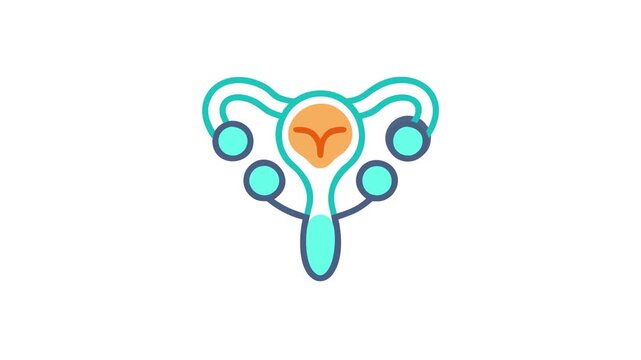 Flat vector illustration of female reproductive system on white
