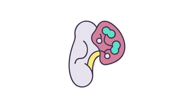 Stylized anatomical illustration of the spleen and associated lymph