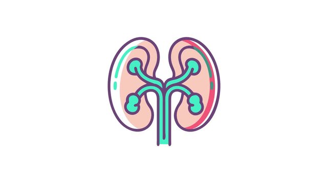 Kidney illustration on white background with flat design style