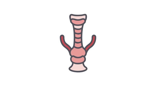 Larynx and Trachea Anatomy Medical Illustration on white background
