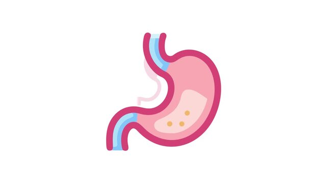 Stylized human stomach illustration with basic internal structure visible