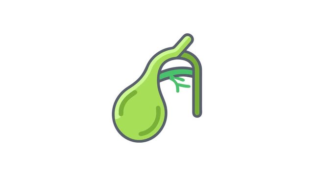 Medical illustration of gallbladder and biliary tract on white background