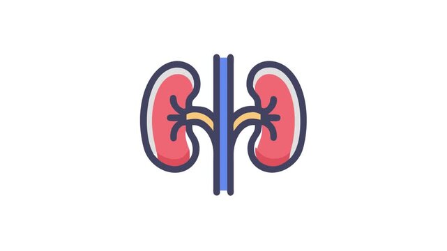 Human kidneys diagram showing organ structure for medical illustration