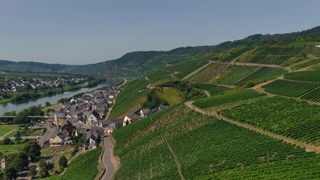 Weinberg Kinheim Mosel