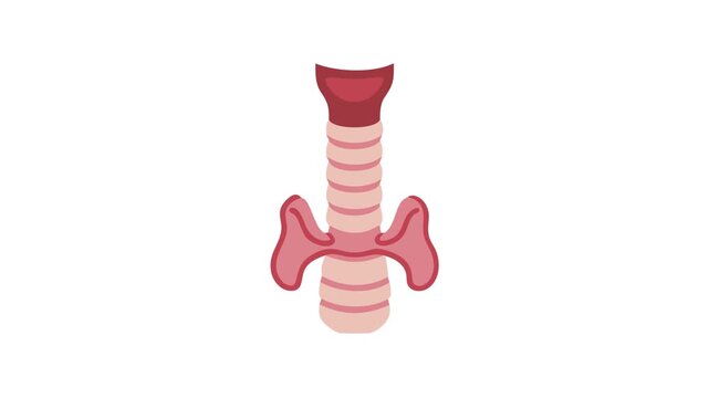 Simplified human trachea with bronchi cartoon on white background
