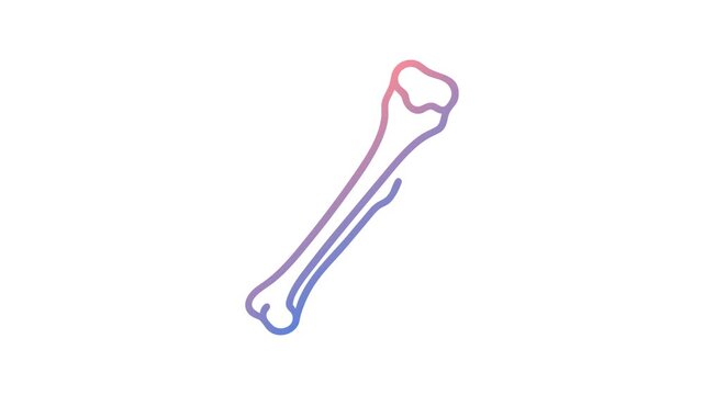 Gradient humerus bone illustration against white background graphic style