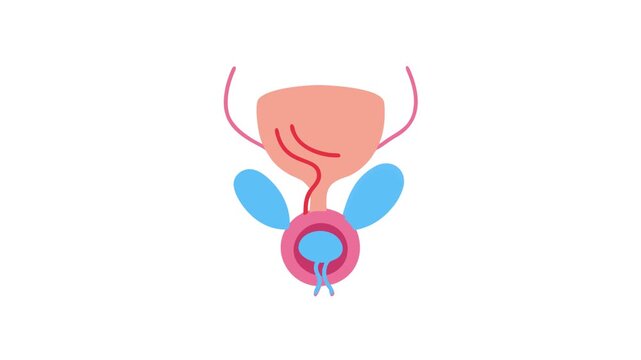 Human prostate gland medical illustration on a white background