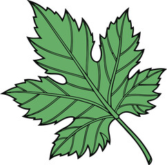 Green Grape Leaf with Black Outline and Veins on White Background green leaf plant