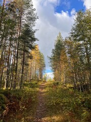 Naklejka premium Bright autumn forest scene with sunlight shining through yellow and orange leaves. Peaceful nature background.