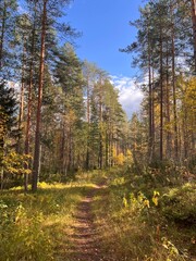 Bright autumn forest scene with sunlight shining through yellow and orange leaves. Peaceful nature background.