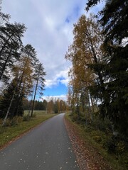 Bright autumn forest scene with sunlight shining through yellow and orange leaves. Peaceful nature background.